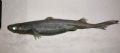 Etmopterus spinax
